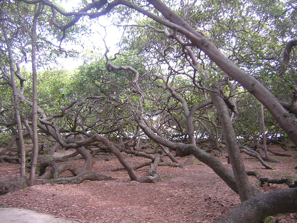 Com 9.000 m² de área, o maior cajueiro do mundo fica na praia de Pirangi do Norte, no Rio Grande do Norte — Foto: Wikimedia/Wolfhardt