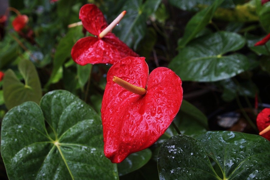 O antúrio, bem popular no interior do Brasil, é uma planta com grande valor afetivo, fácil de cultivar e formato de coração