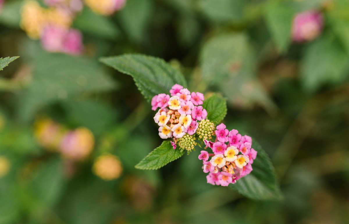 Lantana: a planta que atrai polinizadores e possui cores encantadoras