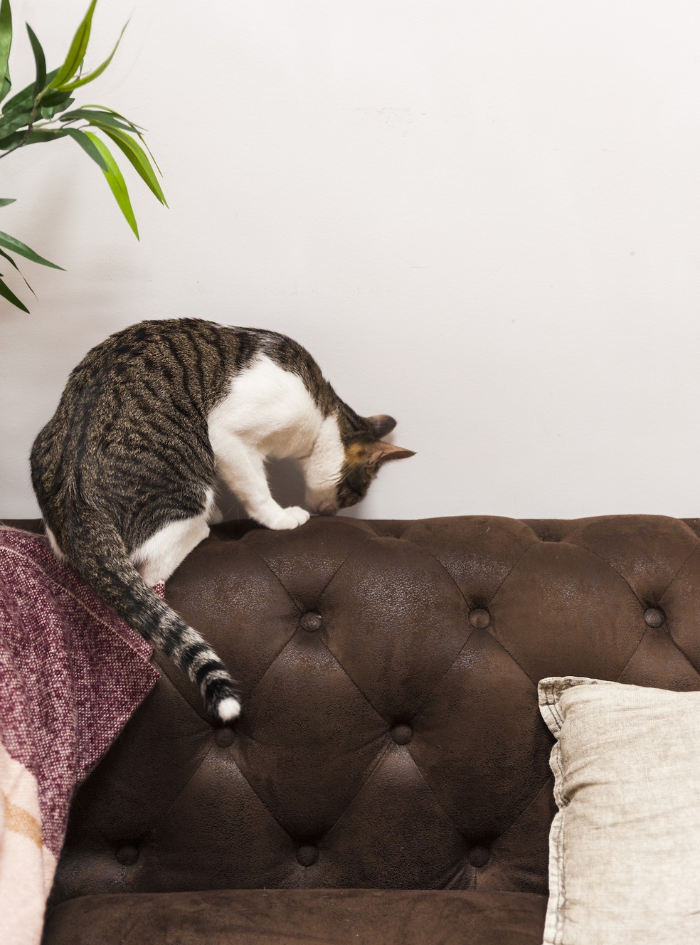 Sofás de couro evitam que os finos pelos de gatos se acomodem no tecido — Foto: Freepik / Creative Commons
