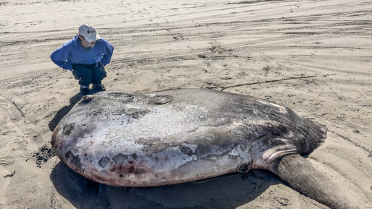 Peixe raro e gigante, com 2,20 m, é encontrado em uma praia dos EUA