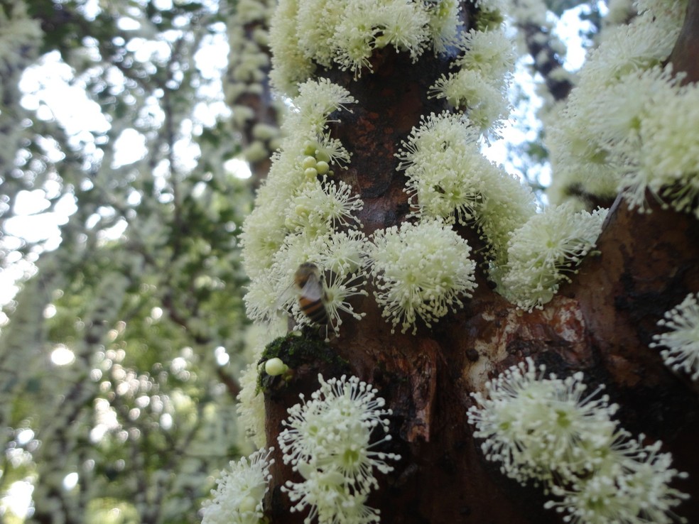 Na primavera, o tronco da jabuticabeira costuma ficar repleto de flores brancas — Foto: Flickr / Vania Wolf / CreativeCommons