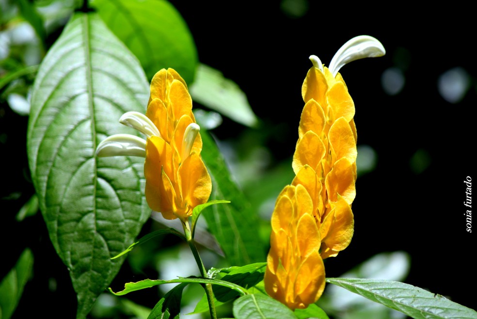 O amarelo vibrante e o formato exótico do camarão-amarelo são especialmente atraentes para os beija-flores — Foto: Sonia Furtado / Flickr / Creative Commons