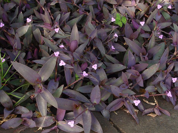 40 plantas roxas para conferir cor e contraste ao jardim