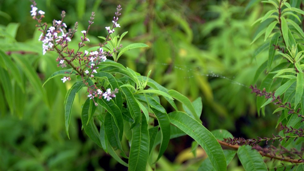 A erva possui propriedades que ajudam a aumentar a imunidade — Foto: Flickr / manuel m. v. / Creative Commons
