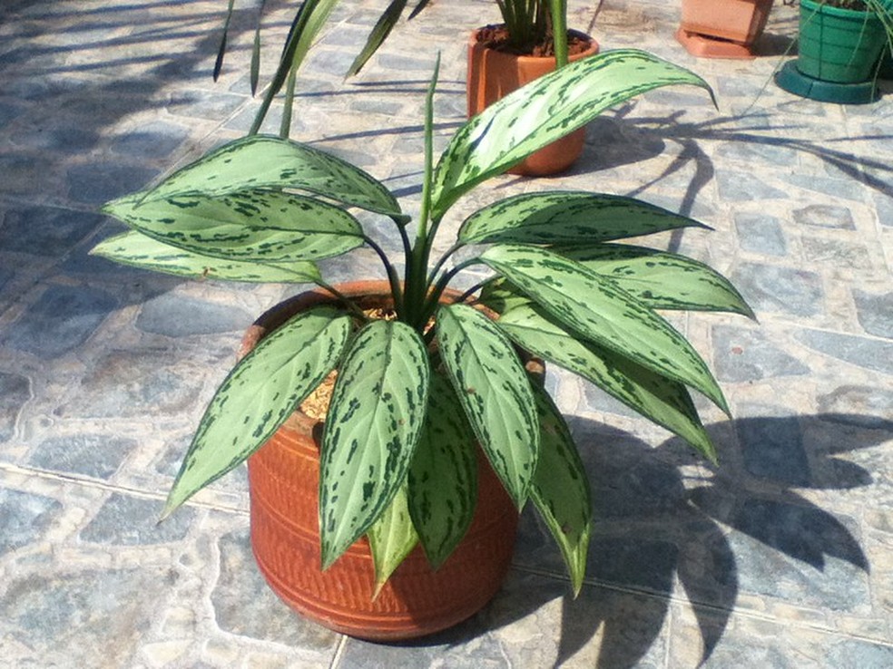 A Aglaonema commutatum pode ser cultivada tranquilamente em vasos, desde que em solo úmido — Foto: Flickr / Qrispe / Creative Commons