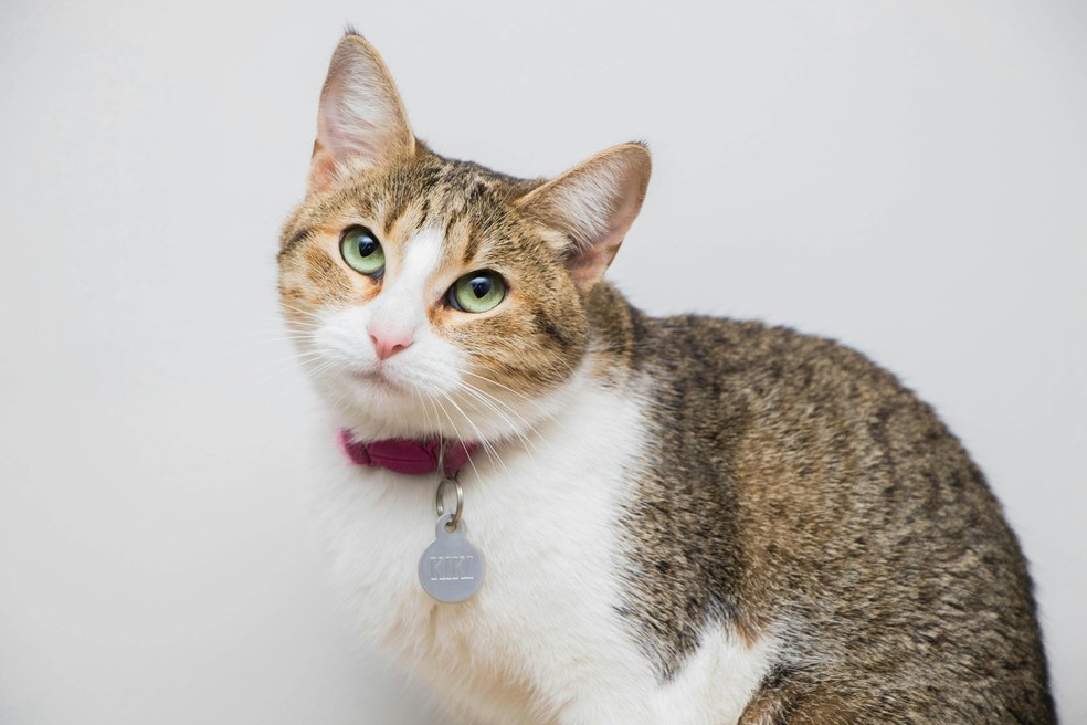 Gatas também podem sofrer com tumores mamários, com taxa de malignidade de 90% — Foto: Pexels / Norma Gabriela Galván / Creative Commons