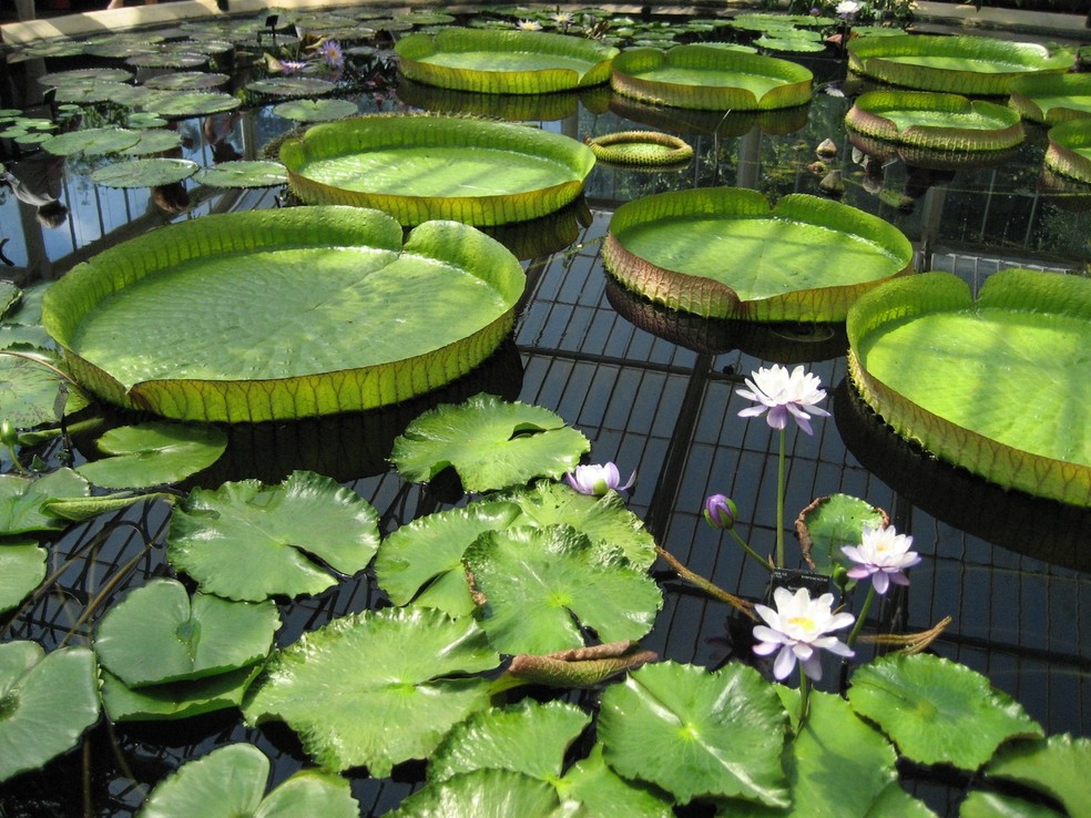 A vitória-régia é uma planta aquática símbolo do bioma amazônico — Foto: PxHere / Creative Commons