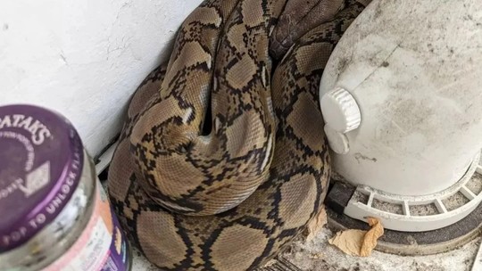 Família inglesa se surpreende ao encontrar uma cobra píton de 1,5 m na cozinha 