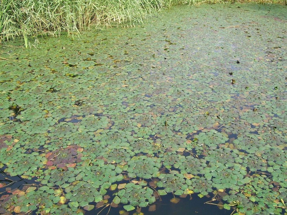 As "water caltrops" nascem embaixo de uma roseta de folhas em rios e lagos — Foto: Wikimedia / Shizhao / Creative Commons