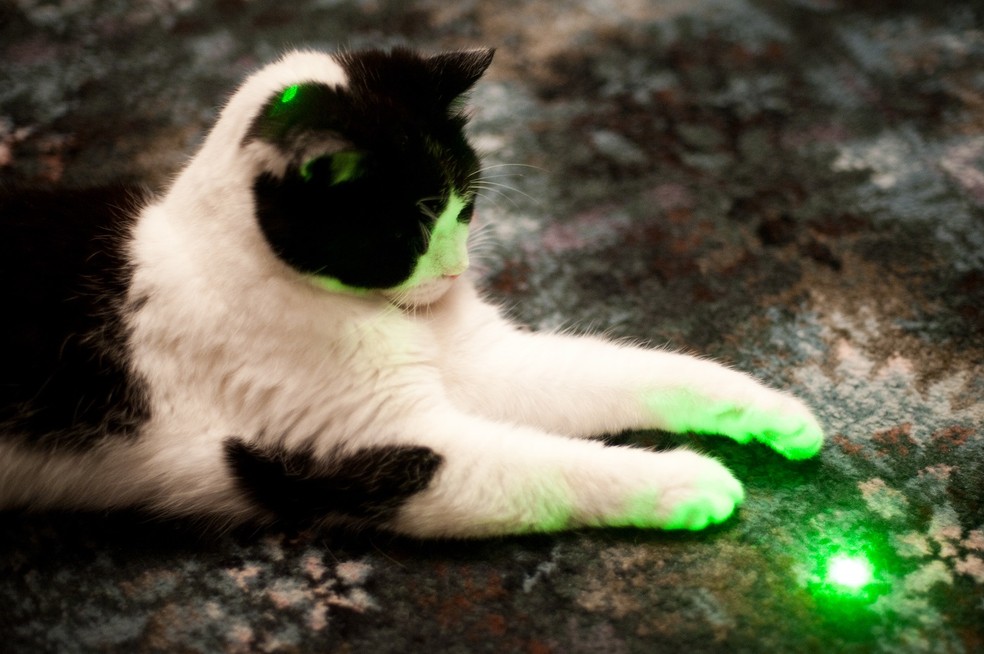 O exercício com luz laser deve ser feito com cuidado para não estressar o pet  — Foto: GettyImages 
