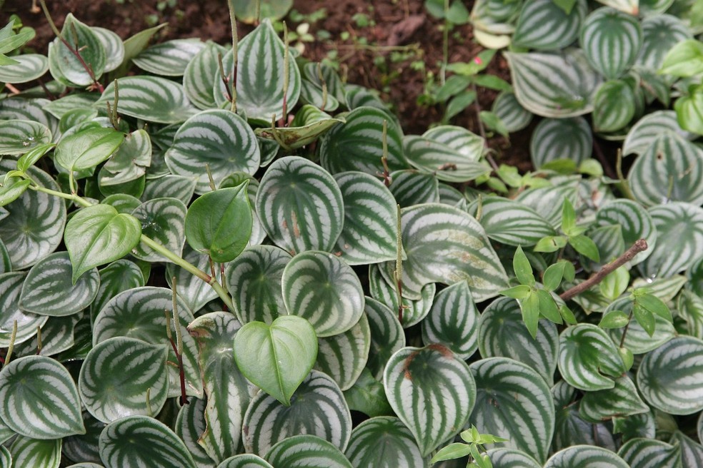 8 plantas que gostam de sombra e água fresca dentro de casa