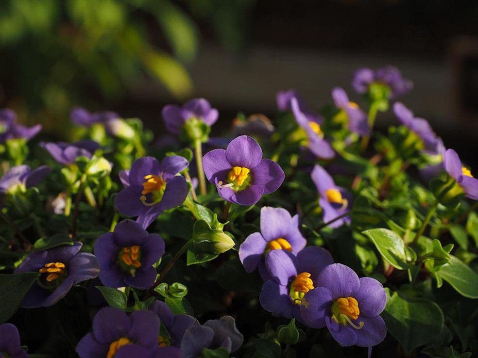As flores da violeta desabrocham no final do inverno e início da primavera, mas podem durar o ano todo — Foto: Pixabay / ElenaGalana / Creative Commons