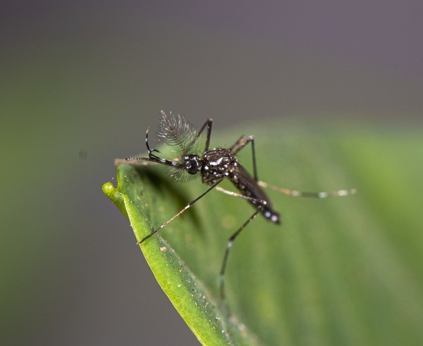 10 plantas que afastam o mosquito da dengue (Aedes aegypt)