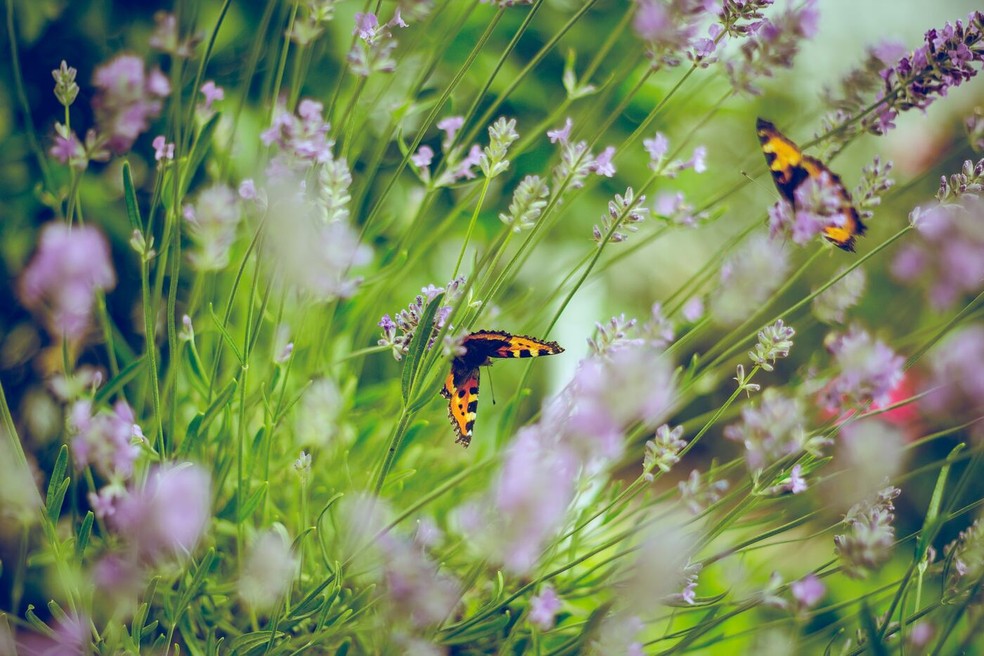 O estudo compartilha que, além de oferecer um plano de fundo para a biodiversidade de plantas nativas, a criação deste tipo de jardim desenvolve habitats para insetos polinizadores — Foto: Emiel Molenaar / Unsplash / CreativeCommons