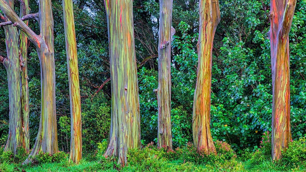 Os eucaliptos arco-íris tem um impressionante caule com cascas multicoloridas — Foto: GoodFon/Alonso Brosmann/Creative Commons