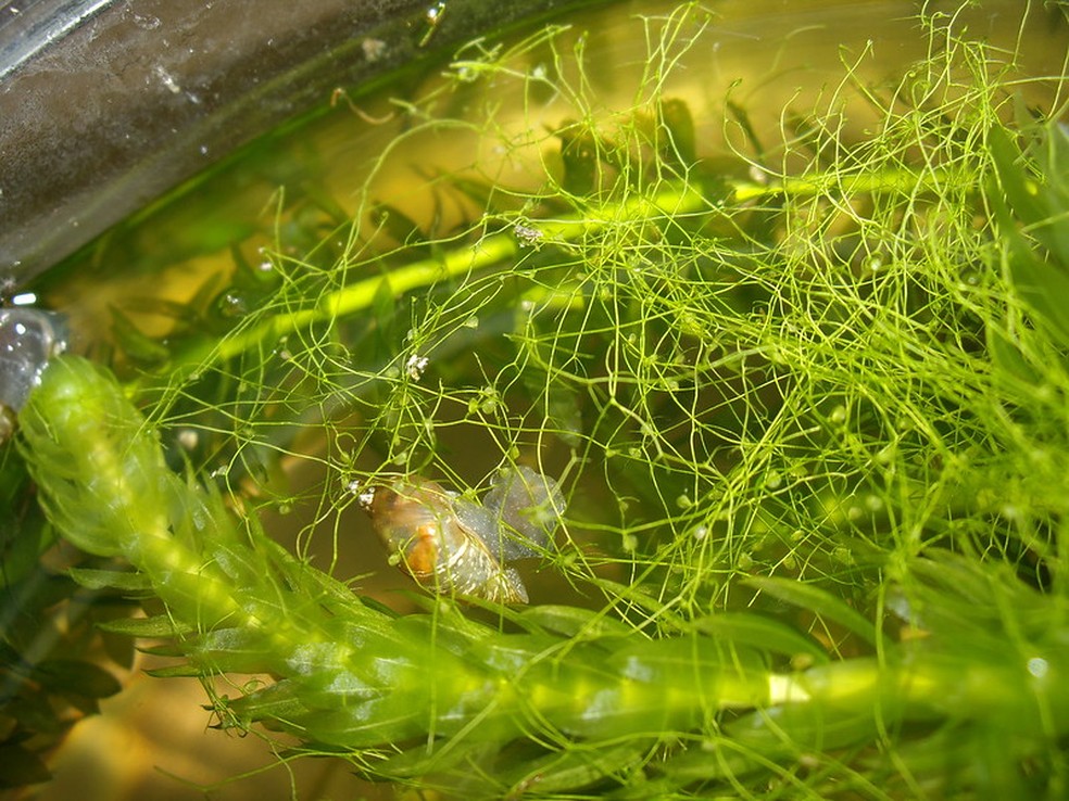 Muitas espécies de Utricularias são usadas em aquários por seu comportamento aquático — Foto: Stephen Clancy / Flickr / Creative Commons