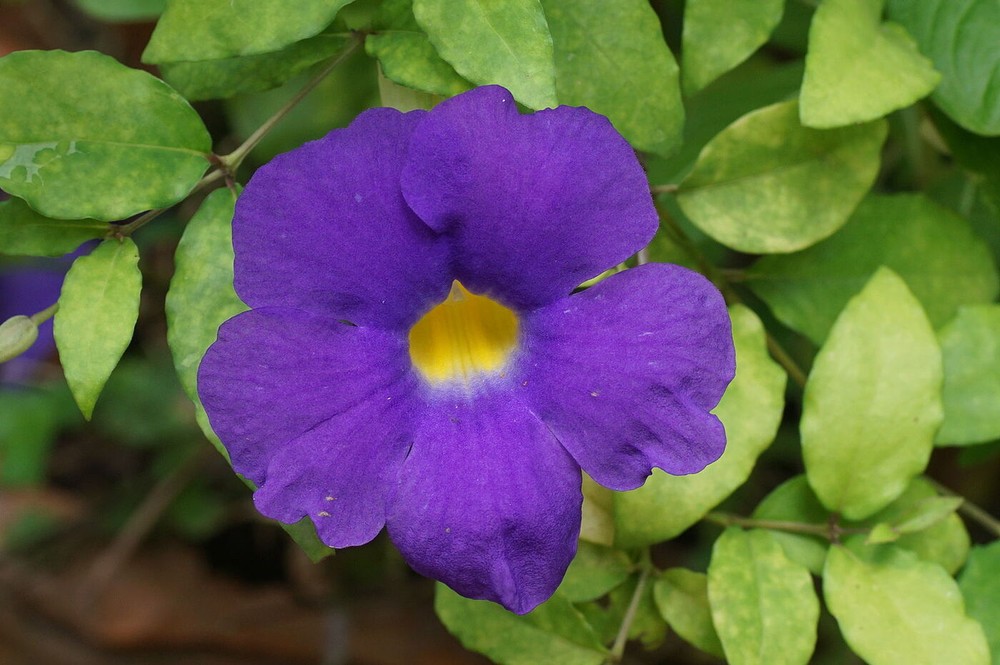 40 plantas roxas para conferir cor e contraste ao jardim