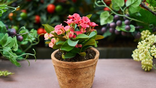 Jardim saudável: como criar uma rotina de cuidados com as plantas 