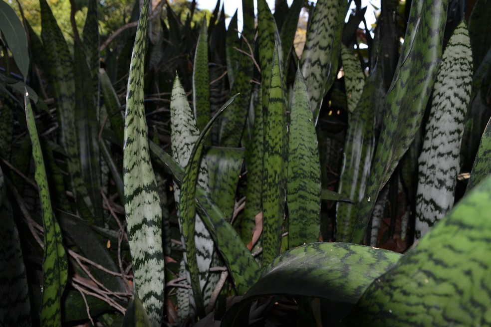 A autêntica espada-de-São-Jorge, verde e rajada, é a Sansevieria zeylanica, tóxica para animais — Foto: Onofre Castilho / Flickr / Creative Commons