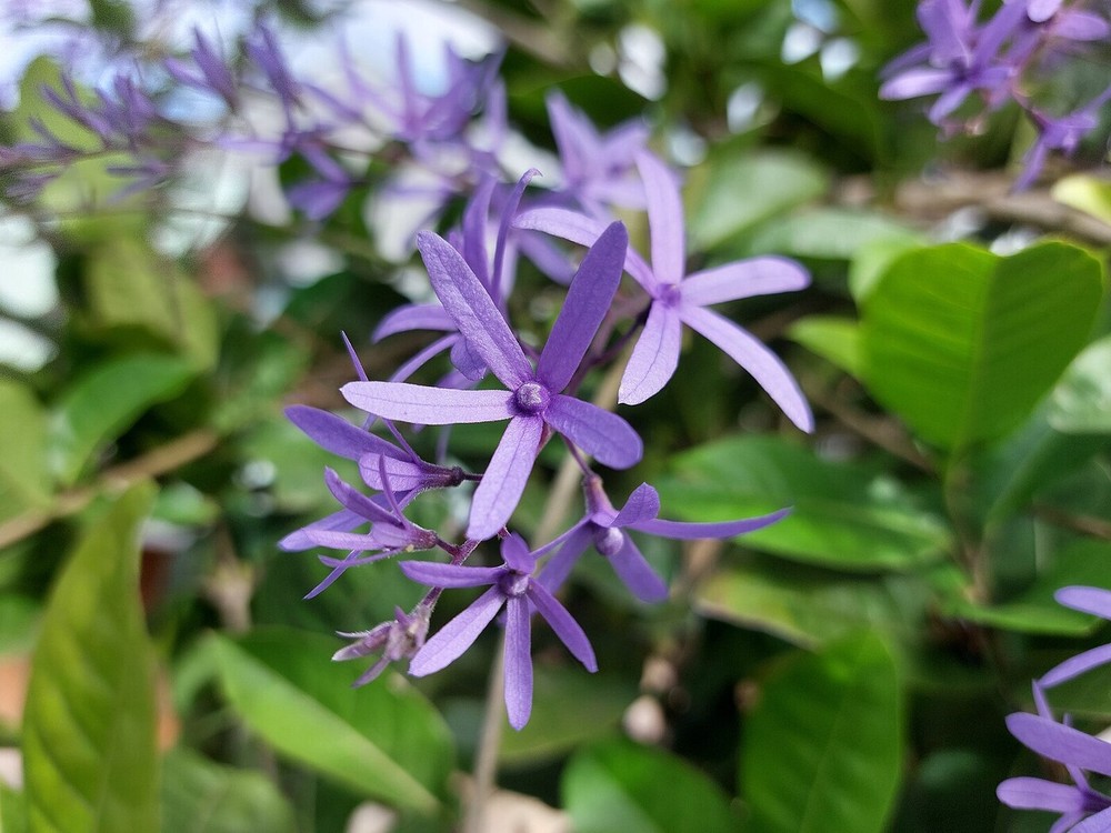 40 plantas roxas para conferir cor e contraste ao jardim