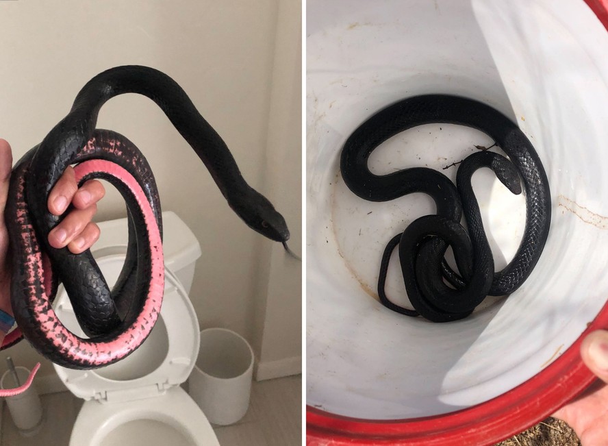 Uma mulher do Arizona encontrou uma cobra no vaso depois de voltar de viagem