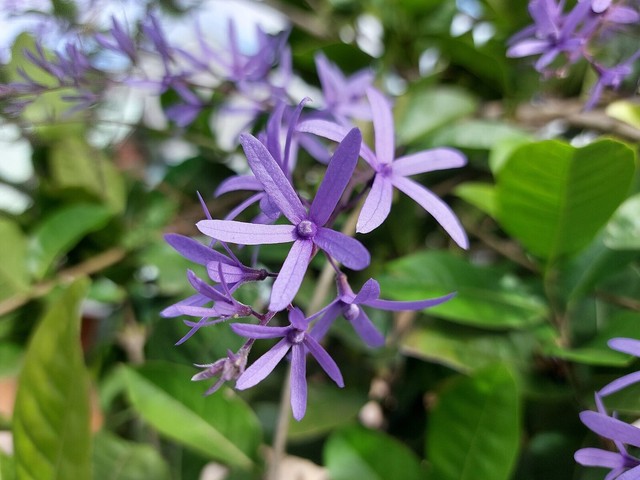 40 plantas roxas para conferir cor e contraste ao jardim
