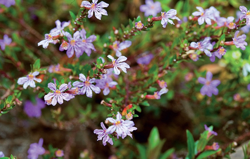 7 espécies de plantas rasteiras que florescem o ano todo