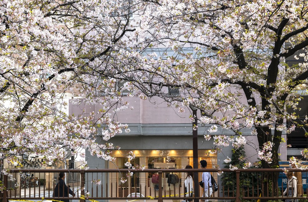 As flores de cerejeira também podem ser brancas, como neste bairro de Tóquio — Foto: Freepik / Creative Commons