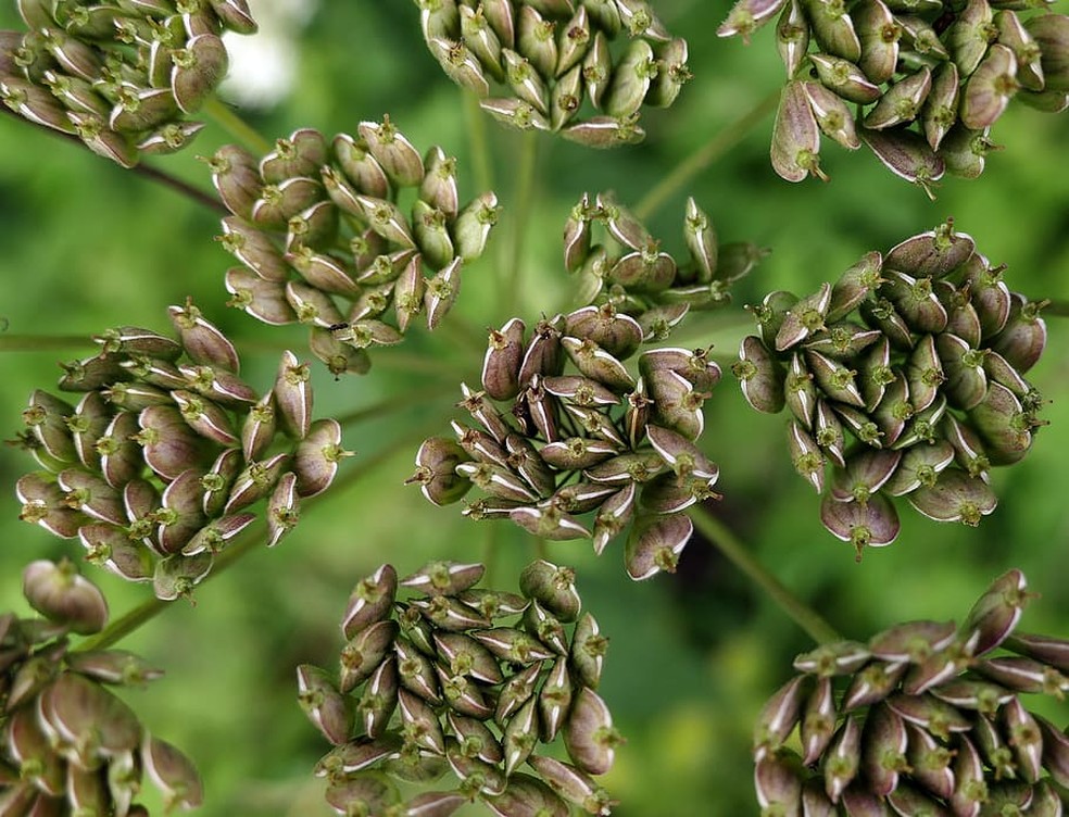 A planta erva-doce também é conhecida pelo nome de anis-verde ou anis — Foto: Pxfuel / Creative Commons