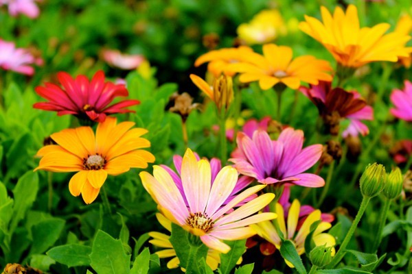 9 espécies de flores que desabrocham na primavera