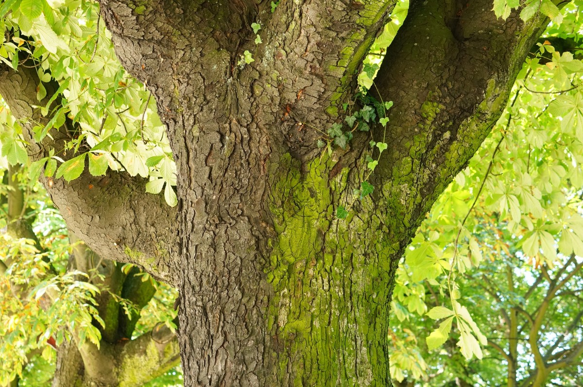 Dê Exemplos De Plantas Que Possuem Caule Do Tipo Tronco