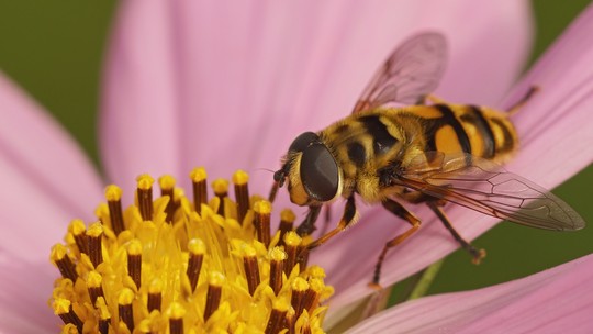 Flores captam sinais elétricos das asas das abelhas. Entenda!