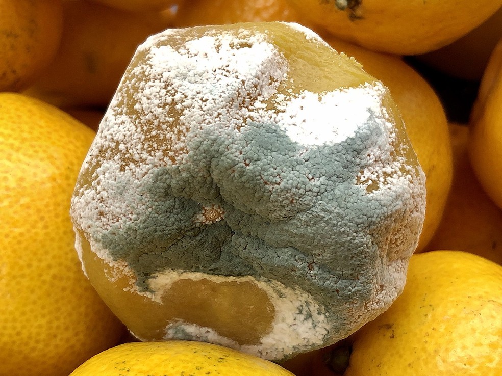 Os fungos do grupo Penicillium são comuns em frutas e deixam o mofo com coloração azulada — Foto: Ivtorov / Wikimedia Commons