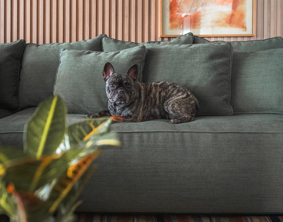 A escolha dos tecidos pet friendly busca entregar beleza e longevidade para os móveis como sofás, cadeiras, poltronas e enxovais de cama — Foto: Henrique Ribeiro/Divulgação