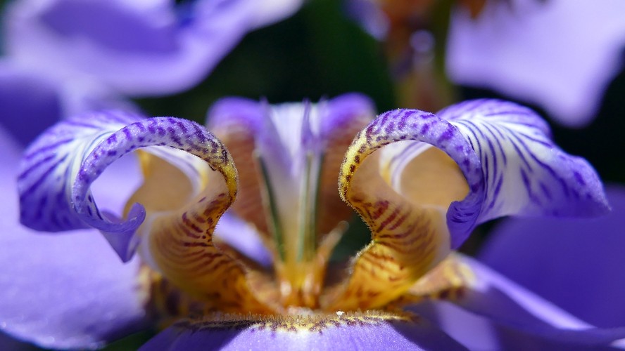 Lírio-roxo: características, cuidados e dicas para multiplicar a espécie