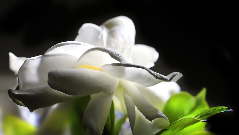 A gardênia se desenvolve bem em vasos e deve ser cultivada sob sol pleno, em solo fértil, levemente ácido, bem drenável e enriquecido com matéria orgânica — Foto: Flickr / @cornfarmer / CreativeCommons