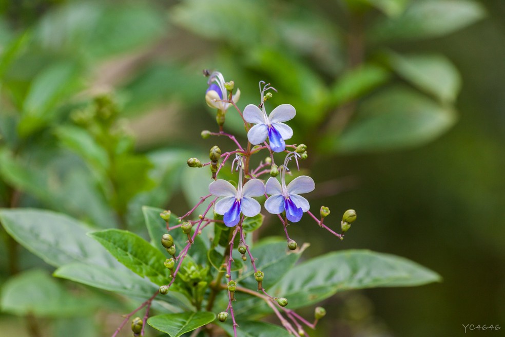 A borboleteira é um arbusto com delicadas flores azuis que lembram borboletas — Foto: Yc4646 / Flickr / Creative Commons