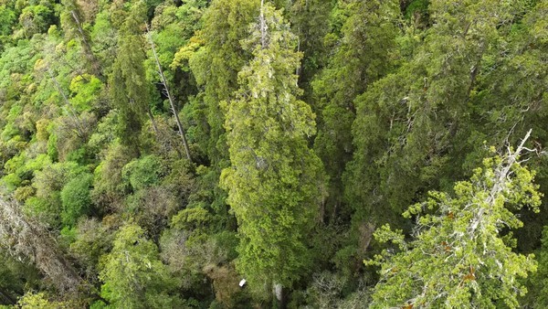 Árvore mais alta da Ásia é descoberta no cânion mais profundo da Terra