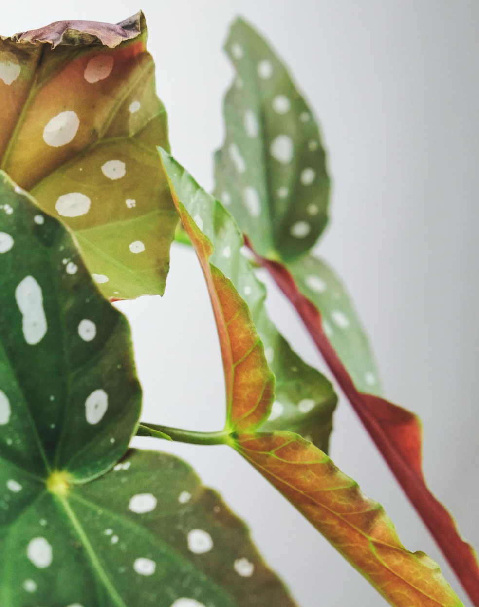A begônia maculata chama atenção pelas folhagens com padrões e aprecia ambientes de meia-sombra ou luz difusa — Foto: Unsplash / feeypflanzen / CreativeCommons