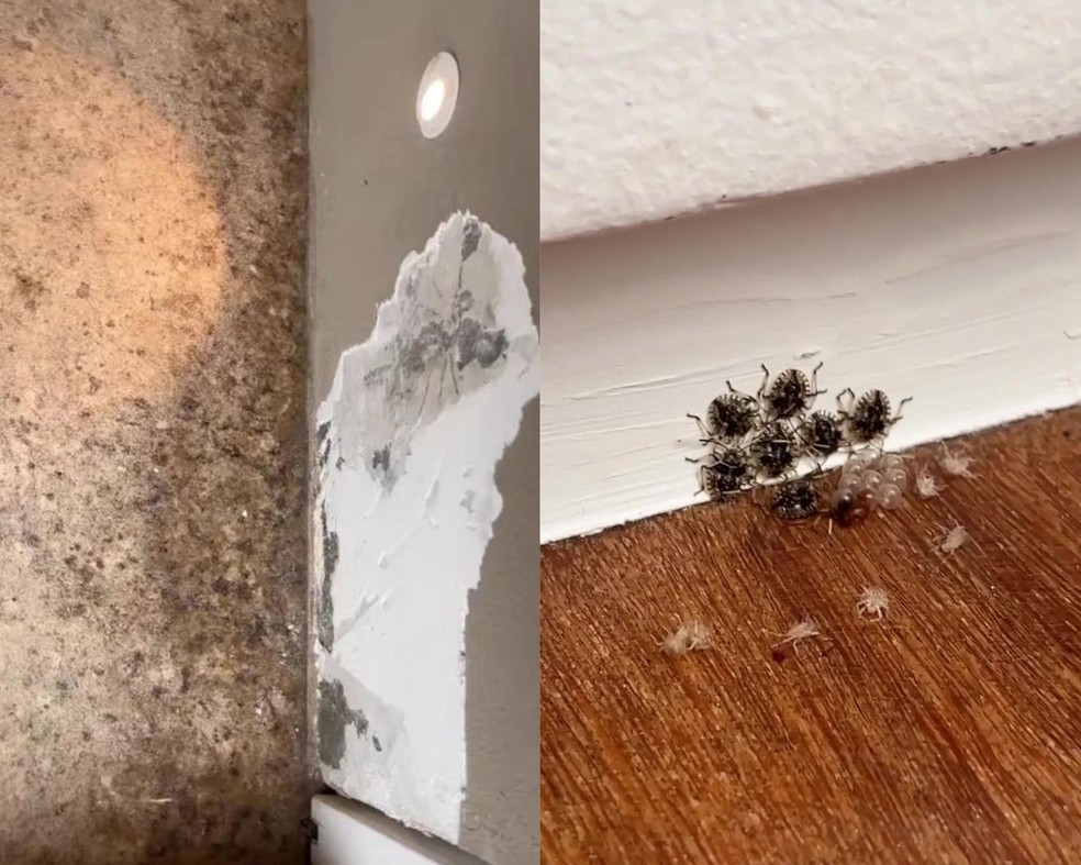 Fábio Porchat lidou com infiltração e até percevejos durante a obra da sua casa — Foto: Instagram / Reprodução
