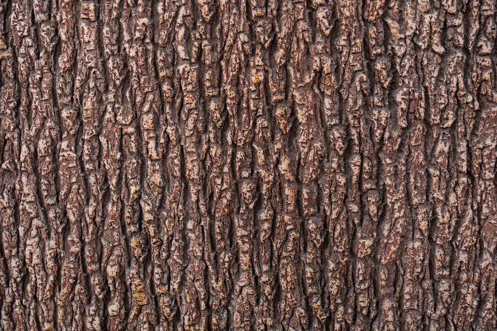 O tecido vegetal denominado periderme, junto ao floema secundário, é a casca que vemos nas árvores — Foto: Freepik / @arthurhidden / CreativeCommons