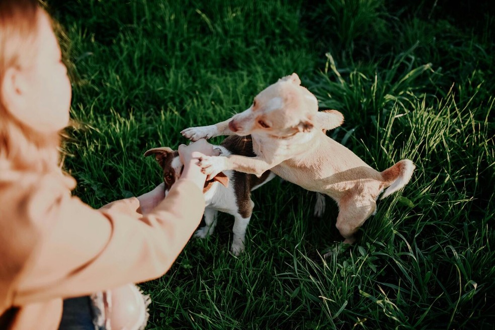 Por anos de companheirismo, a evolução da espécie mostra que os cachorros se tornam empáticos com humanos — Foto: Pexels / izmir düğün fotoğrafçısı / Creative Commons