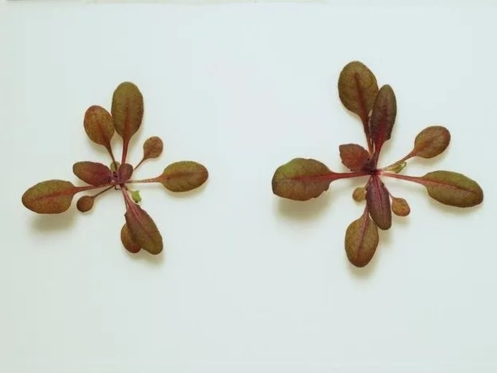 A planta fica vermelha na presença de um pesticida perigoso — Foto: Sean Cutler / UCR / Divulgação