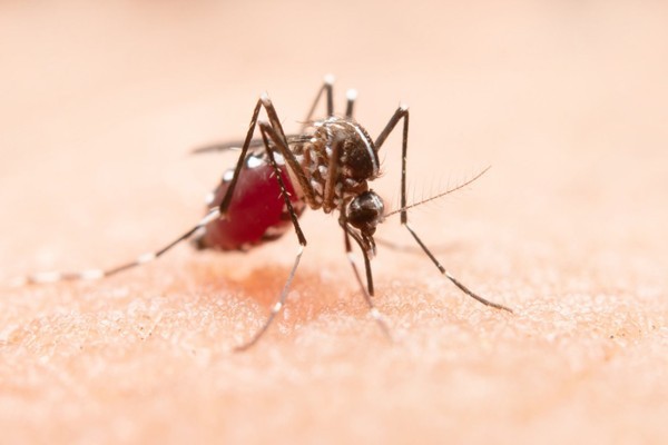 Como evitar o mosquito-da-dengue em casa? Confira os cuidados básicos!