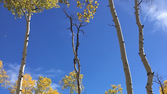 Cientistas gravam sons das raízes de Pando, árvore gigante com 40 mil troncos