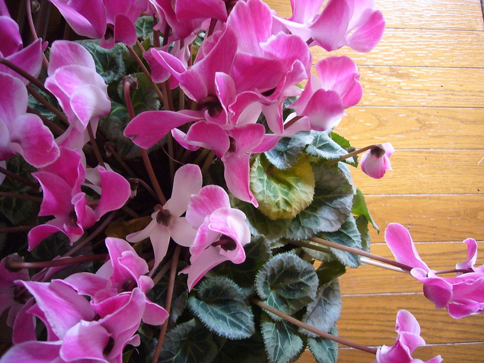 Além de flores vistosas, o ciclame possui folhas com padrões em tons verde-escuro e verde-acinzentado — Foto: fui :-) / Flickr / Creative Commons