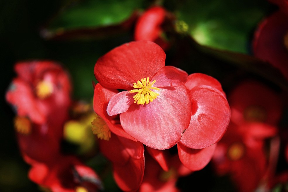 A begônia é uma flor que deve ser destaque no ano que vem nas casas e jardins — Foto: Pixabay / Erwin / Creative Commons