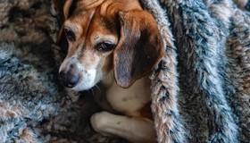Cachorro sente frio? Como proteger o pet da baixa temperatura