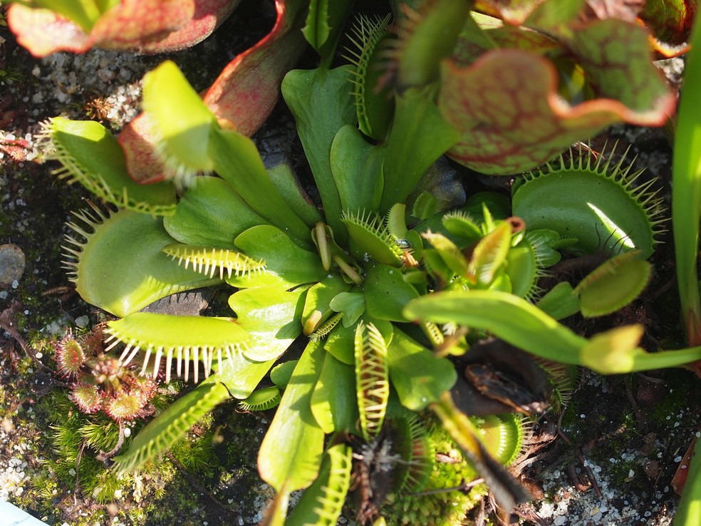 As plantas carnívoras se desenvolvem em ambientes de escassez de nutrientes — Foto: Graham Hunt / Flickr / Creative Commons